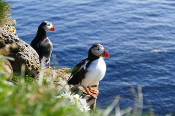 Iceland puffin