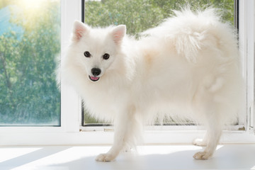Japanese white, Asian Spitz closeup on plastic window sill
