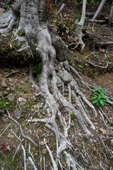 Forest in Japan
