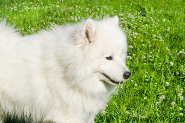 Samoyed white dog eats grass in summer on the background of green grass close-up