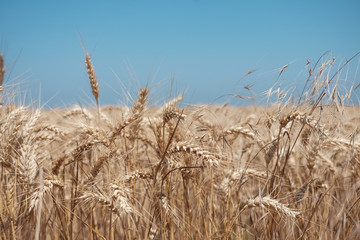 Fototapeta na wymiar wheat spike and blue sky - close up