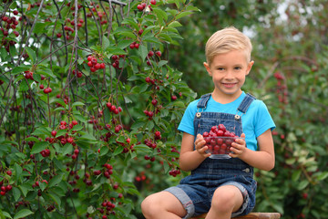 Little boy with cherry fruit in the orchard
