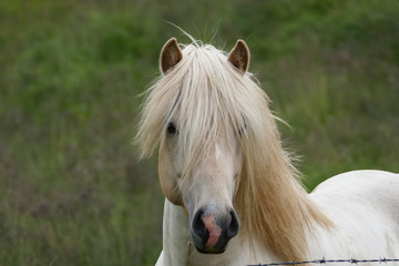 Obraz premium portrait of an iclandic horse