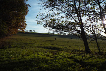Fototapeta na wymiar Herbst Landschaft