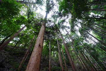 Fototapeta premium Forest in Japan