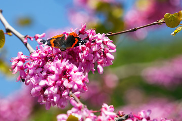 Butterfly on redbud tree