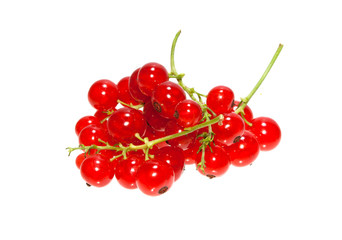 viburnum isolated on white background