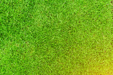 Green grass texture background, Green lawn, Backyard for background, Grass texture, Green lawn...
