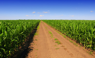 Green field with young corn