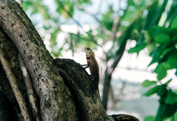 Chameleon Camouflaged In Some Branches.