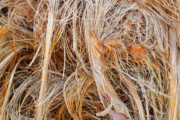 Fibers of the palm.