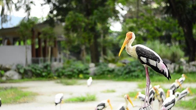Big Painted Stork Bird(Mycteria leucocephala) freely lives in the zoo