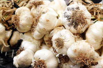 Heap of fresh garlic on market close-up.