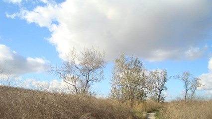 Undersized trees on an overgrown field under clouds of blue sky on a clear day.