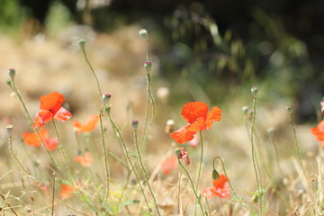 Fototapeta premium Red poppies among the dry herbs, selective fokus.