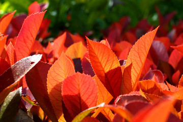 Red leaves evergreen plant Photinia close-up, selective focus.
