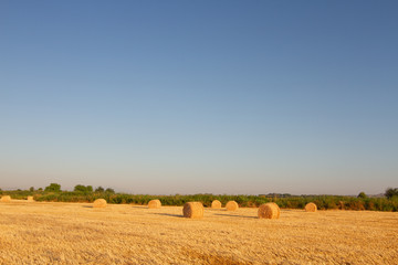 Fototapeta premium bel słomy w polu pszenicy
