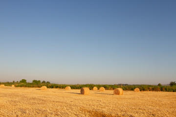 Fototapeta premium bales of straw in wheat field