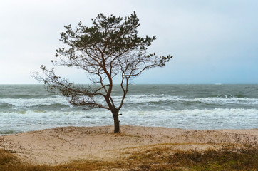 Fototapeta na wymiar Inclement weather off the coast of the Baltic sea. Lonely tree on the seashore.