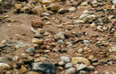 Snail after rain going in the new place to live