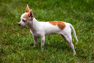 Chihuahua standing on grass