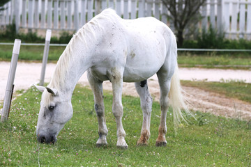 Obraz premium Grey colored lipizzaner horse eats grass on a green rural ranch