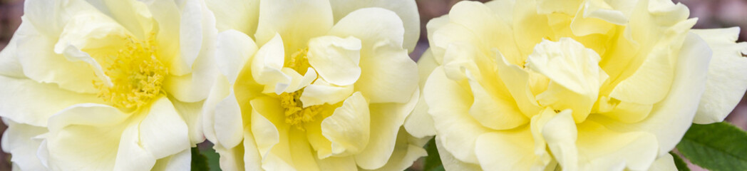 Blooming yellow roses in the garden on a sunny day. Banner