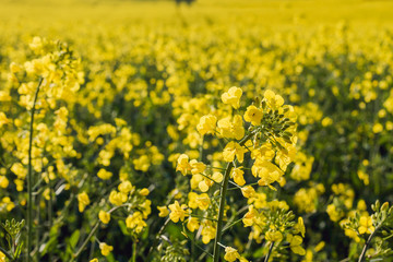Fototapeta premium Rapeseed plantation with yellow flowers