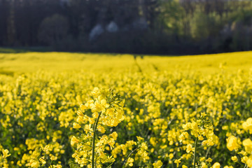 Obraz premium Rapeseed plantation with seasonal yellow flowers