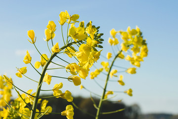 Close up of brassica napus yellow flowers