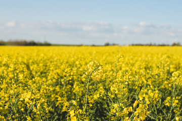 Obraz premium Yellow fields in rapeseed plantation with spring flowers