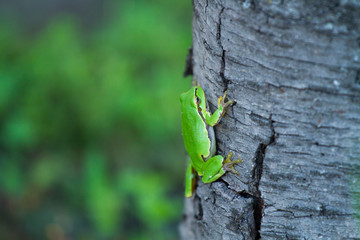 graceful treefrog on tree trunk