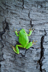 graceful treefrog on tree trunk
