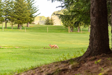 Fox cub in forest, posing at spring woods