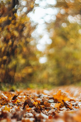 Fallen yellow leaves in the forest. Natural gold autumn background, blurred soft focus
