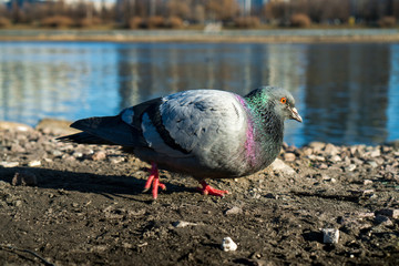Dove on the Bank of the river