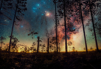 Milkyway shot in the forest