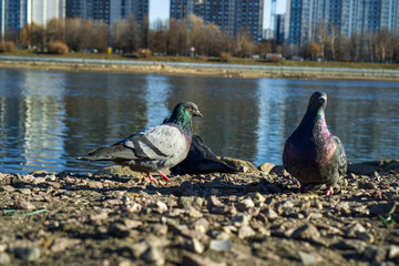 Dove on the Bank of the river