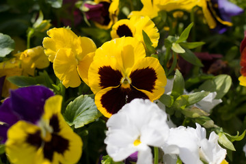flower pansies. multicolored. flowerbed