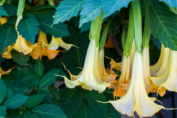 Datura flower. (brugmansia swingtime) Dope flowers hanging from a branch.