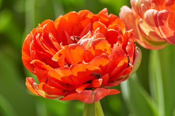 Extreme close up of beautiful red blooming tulip on green background.	