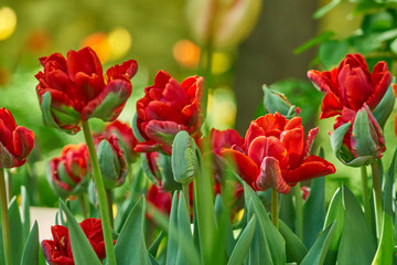 Colorful holiday or birthday background with tulip flowerbed of red color	
