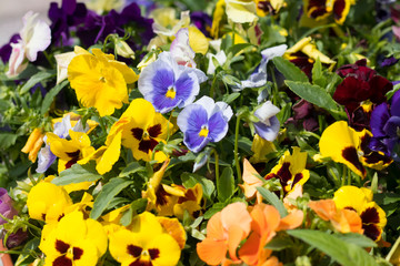 flower pansies. multicolored. flowerbed