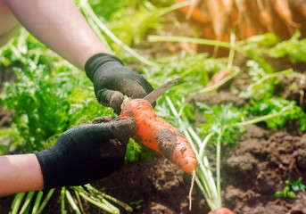 Carrot in the hands of a farmer. Harvesting. Growing organic vegetables. Freshly harvested carrots. Summer harvest. Agriculture. Seasonal job. Farming. Agro-industry. Farm. Ukraine, Kherson region.