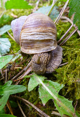 Snail gliding on the green leaf texture. Large white mollusk snail with light brown striped shell, crawling on burdock leaf. Helix pomatia, Burgundy snail, Roman snail, edible escargot.