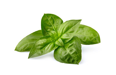 Basil leaves in closeup on white background isolated.