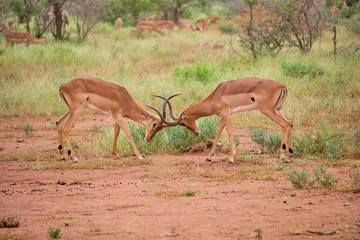 Two male common impala fighting for dominance locking horns, head bowed to the ground in dry plain