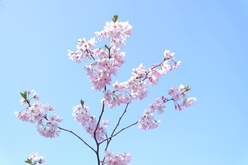 Cherry Blossom with clear sky