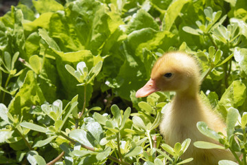  Yellow duckling in the garden