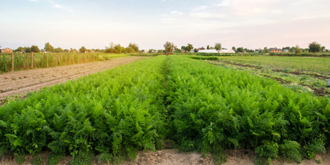 Fototapeta na wymiar Beautiful view of the carrot plantation in the agricultural field. Growing organic vegetables. Agriculture and farming. Ukraine, Kherson region. Eco friendly products. Selective focus